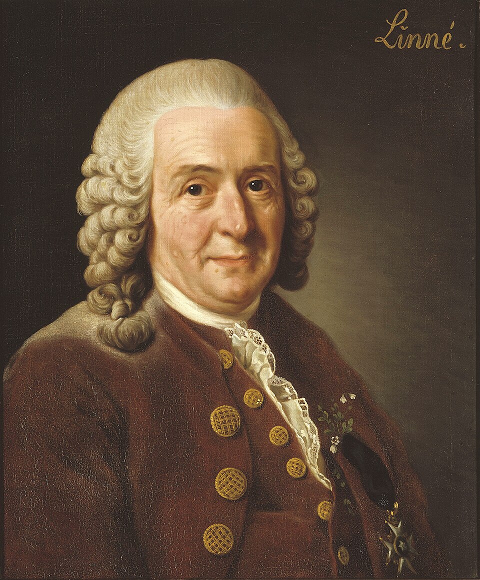 Illustration of Carl Linnaeus