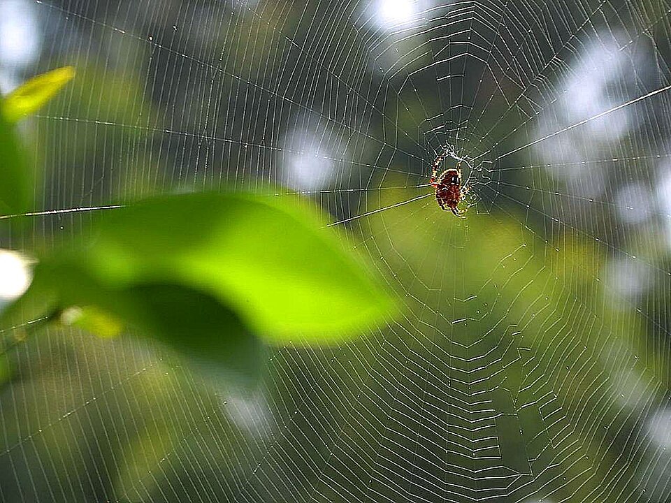 Illustration of Spider Dragline Silk (Spidroin)