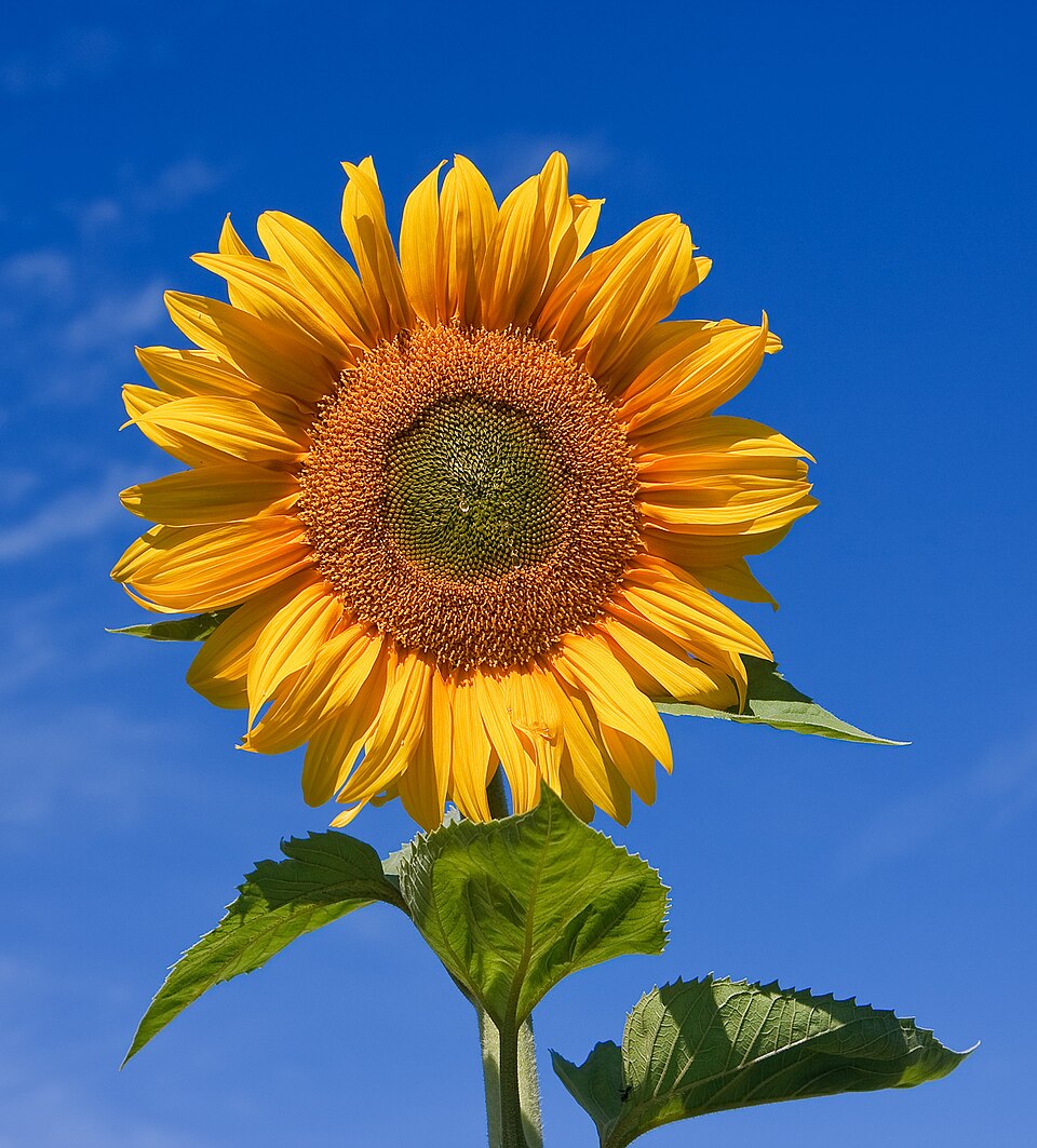 Illustration of Common Sunflower